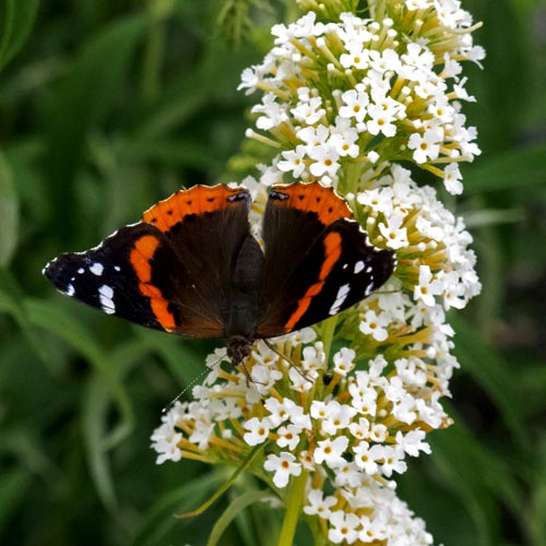 Butterfly Bush