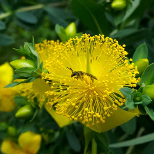 St. John’s Wort