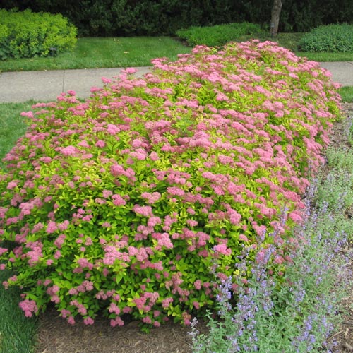 Spirea