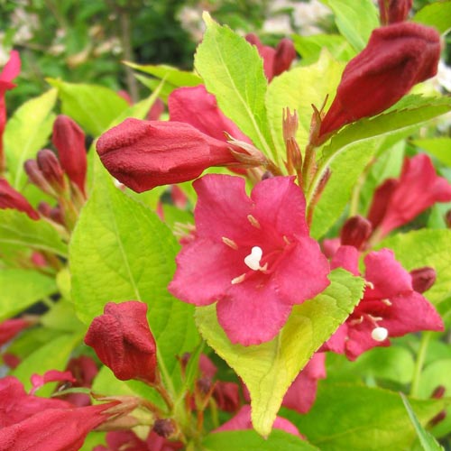 2 Shrubs that Give You the Most Bang for Your Buck