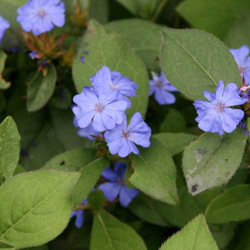All About Perennial Plumbago