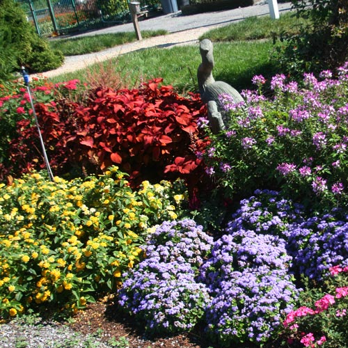 Behnke’s Annuals Pollinator Garden Review: What Worked and What Didn’t