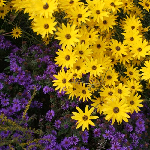 October in Behnke’s Perennial Display Gardens