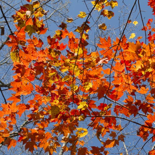 What to do with Fall Leaves