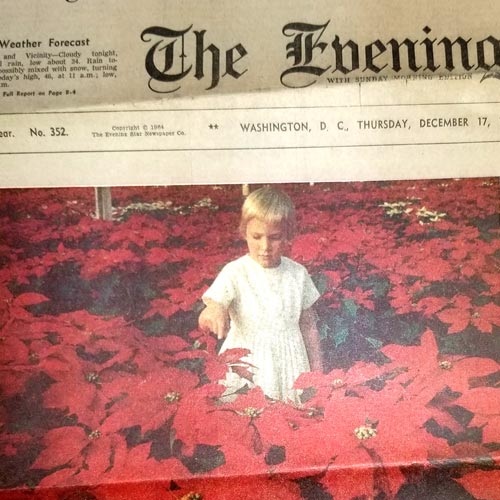 Poinsettias: Then and Now