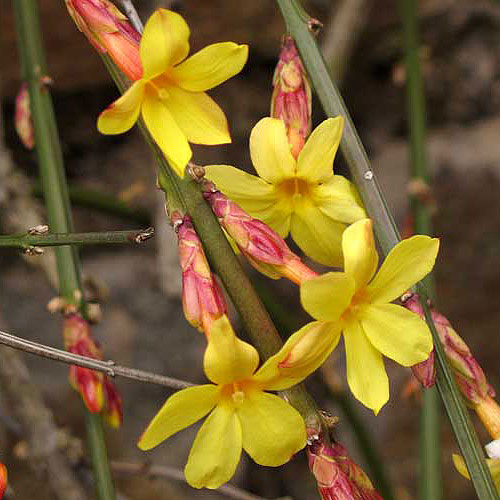 Our Favorite Early-Blooming Shrubs