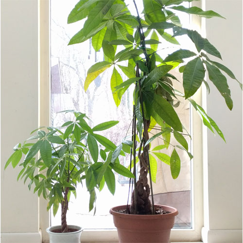A Tale of Two Plants: How Plant Care Isn’t an Exact Science