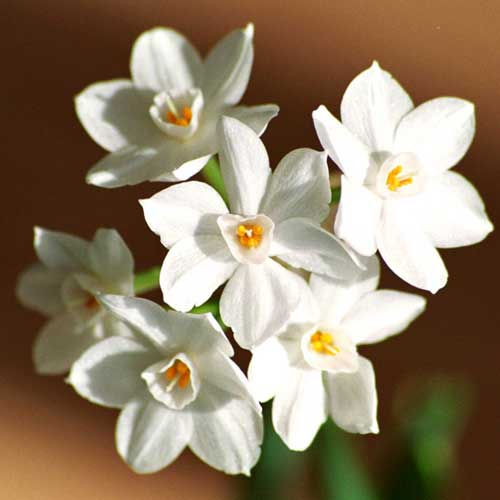 Forcing Paperwhite Narcissus
