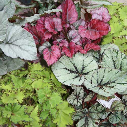 Houseplant Care 101