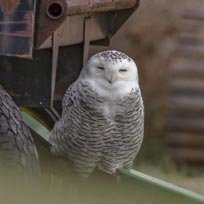 The Snowy Owl