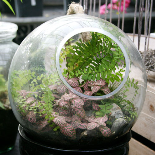 Terrariums: How to Create and Care for Them