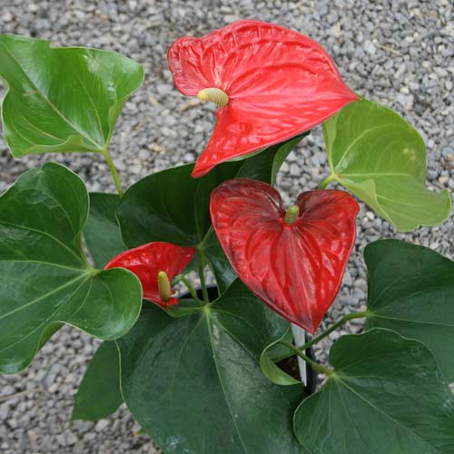 All About Anthuriums