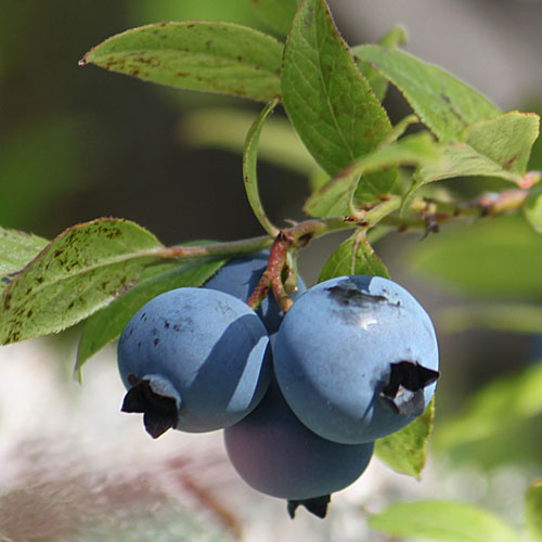 Women’s History Month Spotlight: Elizabeth Coleman White, Blueberry Queen