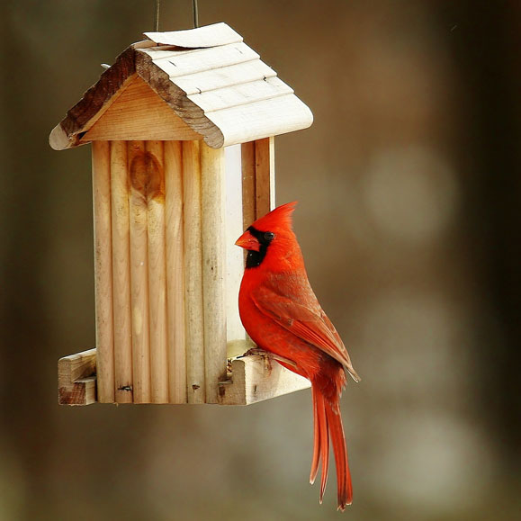 February is National Bird Feeding Month