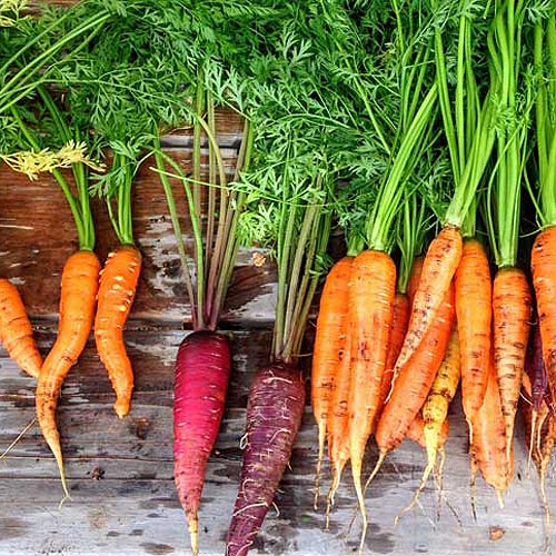 Seed Starting, Sowing and Growing Vegetables All Year Long