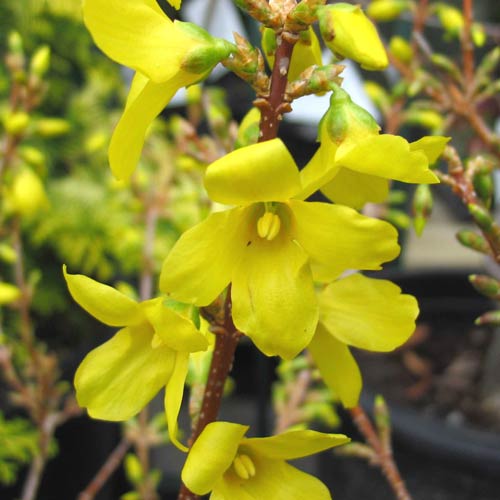 The New Forsythia