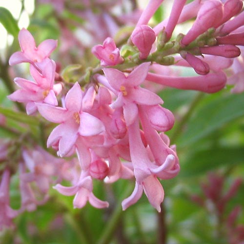 Women’s History Month Spotlight: Isabella Preston, Queen of Ornamental Horticulture