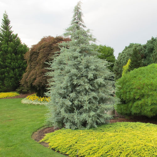 Evergreen Pruning: When, Why, How