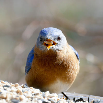 Mr. Bluebird On My Shoulder