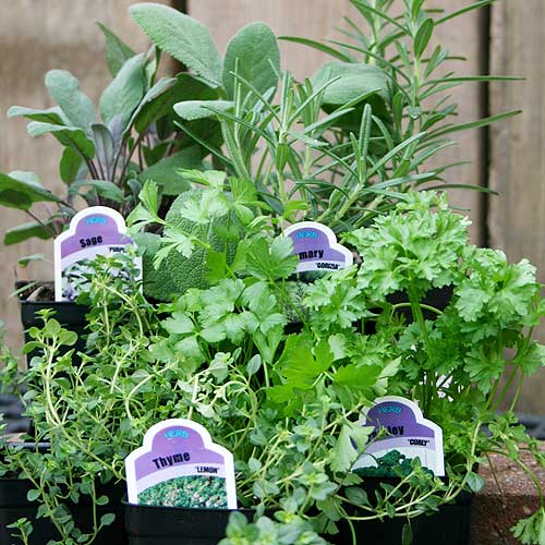 Parsley, Sage, Rosemary and Thyme