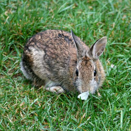 How to Prevent Rabbit Damage in the Garden