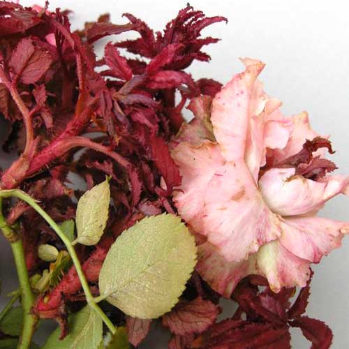 Rose Rosette Disease