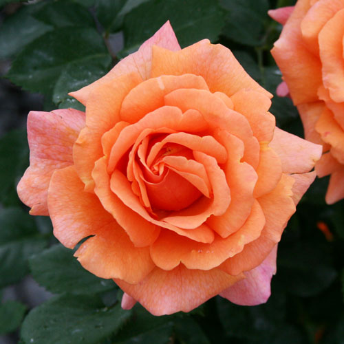 Cynthia Westcott Rose
