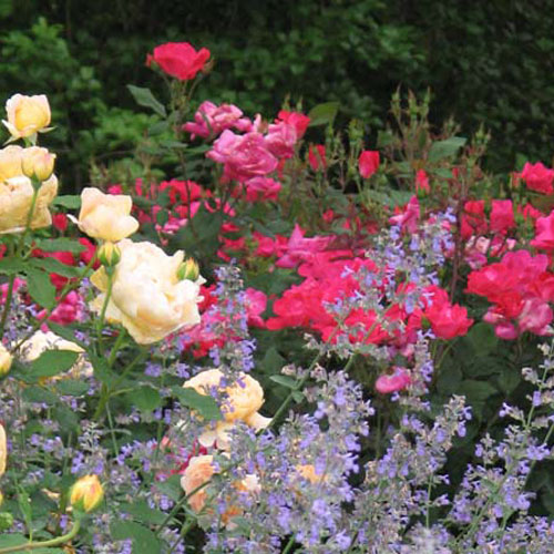 3 Classic Flowers You Need in Your Garden