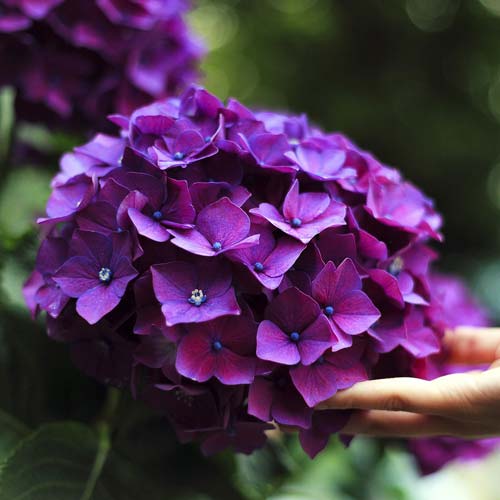 Bigleaf Hydrangeas