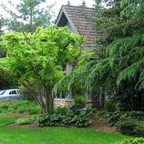 Will This Plant Be OK In My Yard?
