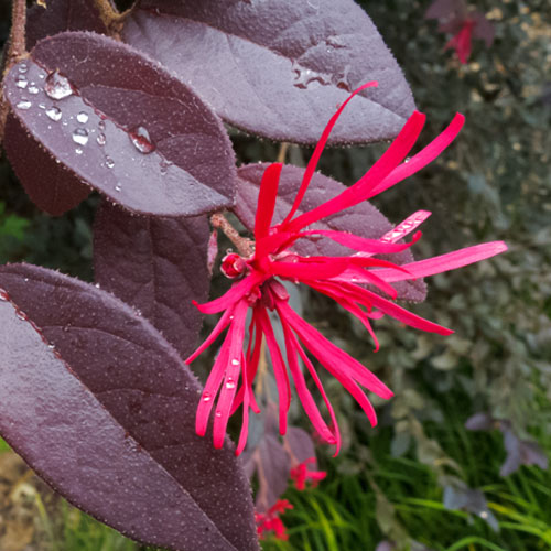 3 Must-Have Flowering Shrubs