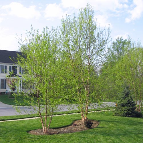 All About River Birch