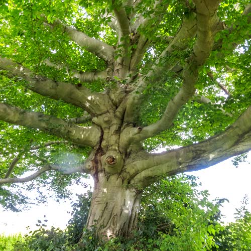 2 Large-Scale Trees for Maximum Impact