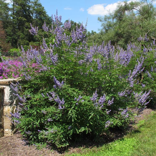 Popular with Pollinators: 3 Shrubs for Summer