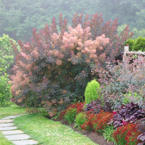 A Little About Smokebush