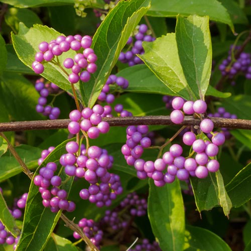 2 Shrubs To Take You From Spring Through Fall