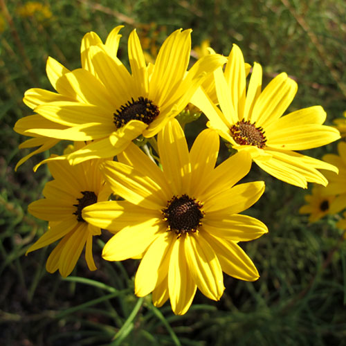 3 Blooming Perennials You Need for Fall