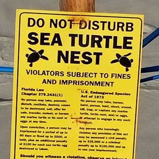 Florida Turtles