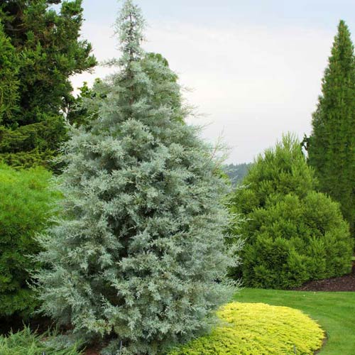 Add These Evergreens for Privacy and a Verdant View
