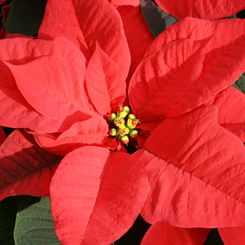 ‘Tis the Season