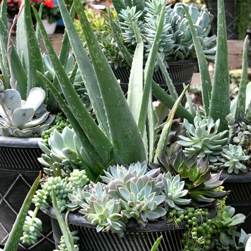 Growing Aloe Vera and Other Succulents