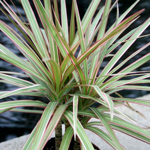 Houseplants in Winter: Do’s and Don’ts