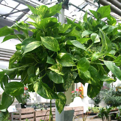 How to Care for Houseplant Hanging Baskets