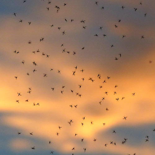 Tips for Dealing with Mosquitoes