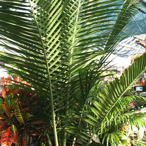 All About Potted Palms