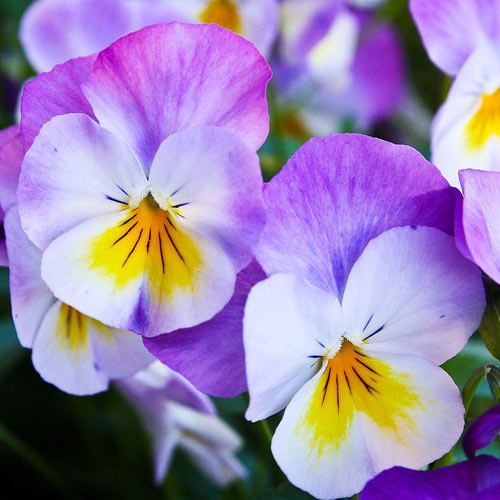 Early March Gardening