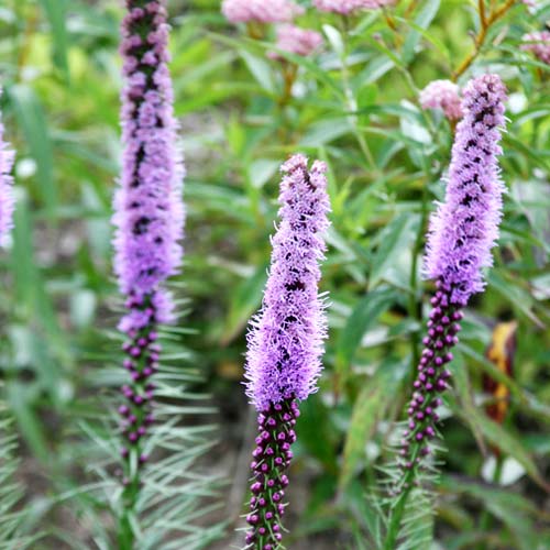 Sustainable Landscaping: Why and How