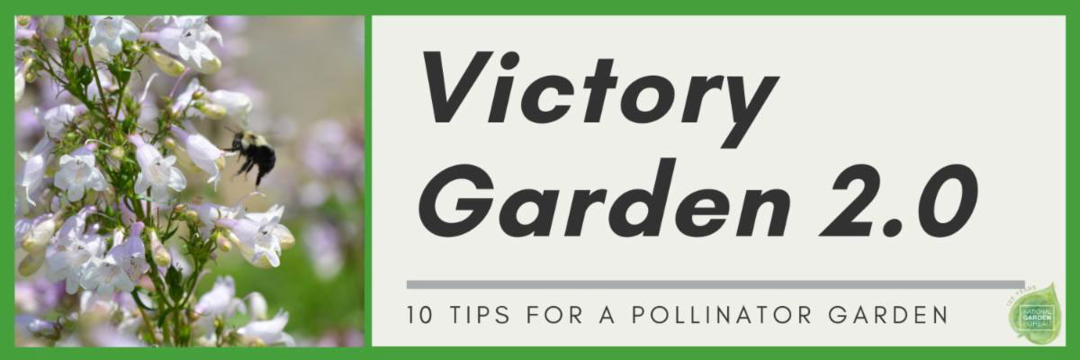 victory garden pollinator garden