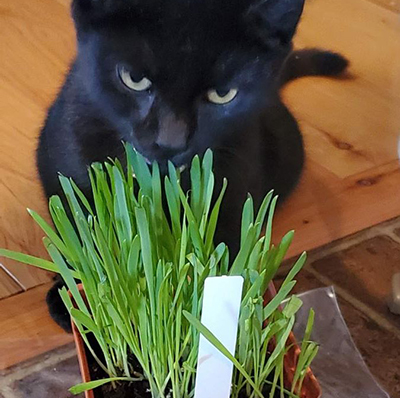 cat grass project