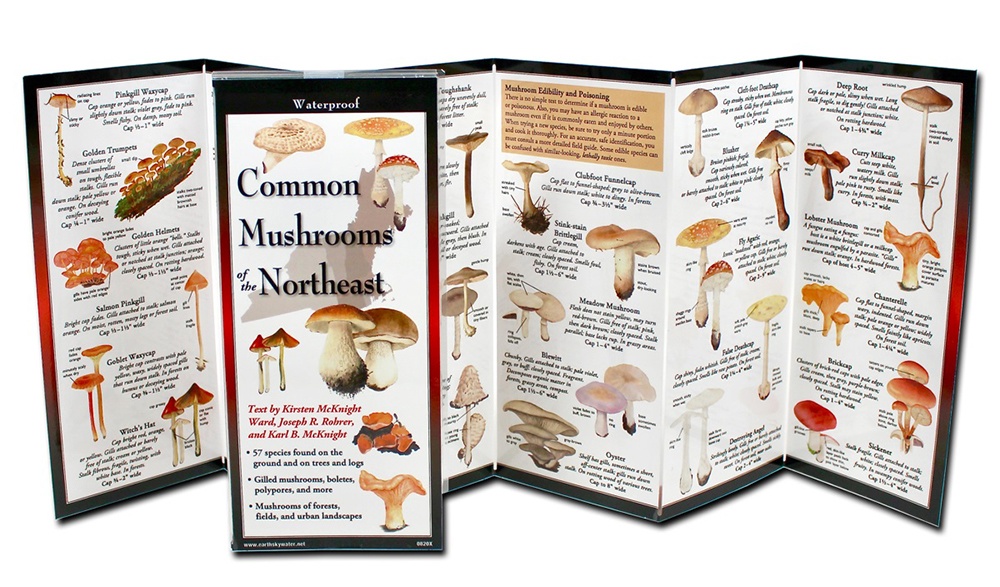mushrooms guide